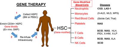 Gene Therapies for Primary Immune Deficiencies